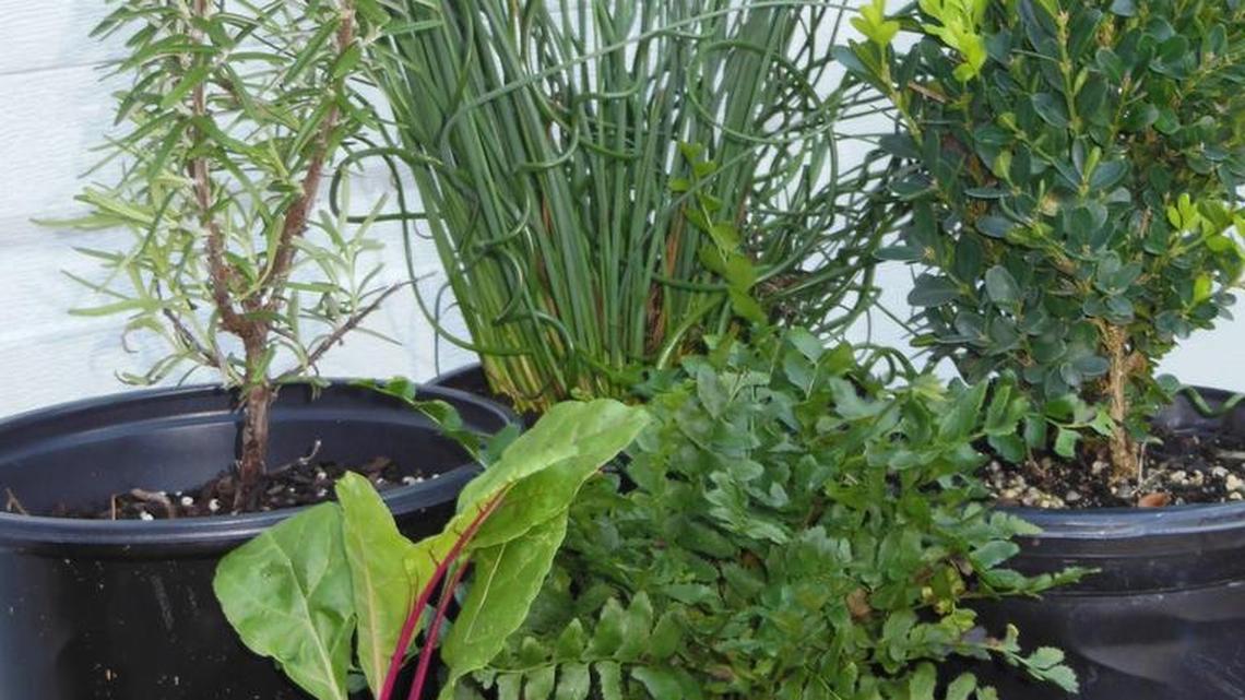 Gardening | If you time it right, you can find plenty of fall-winter plants
