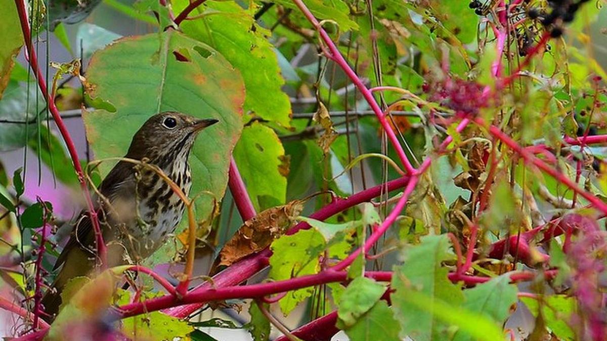 Natural food sources are sought after by resident and migrating birds in fall.