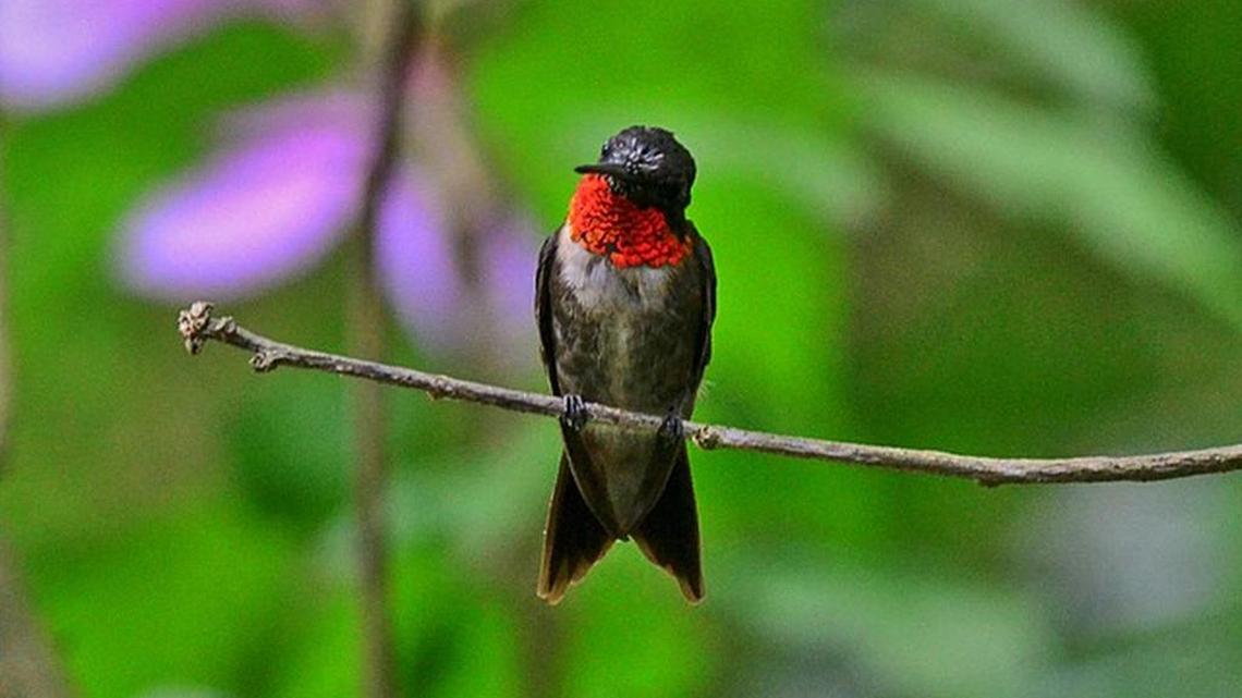Keep an eye out for birds heading south | Bird Notes