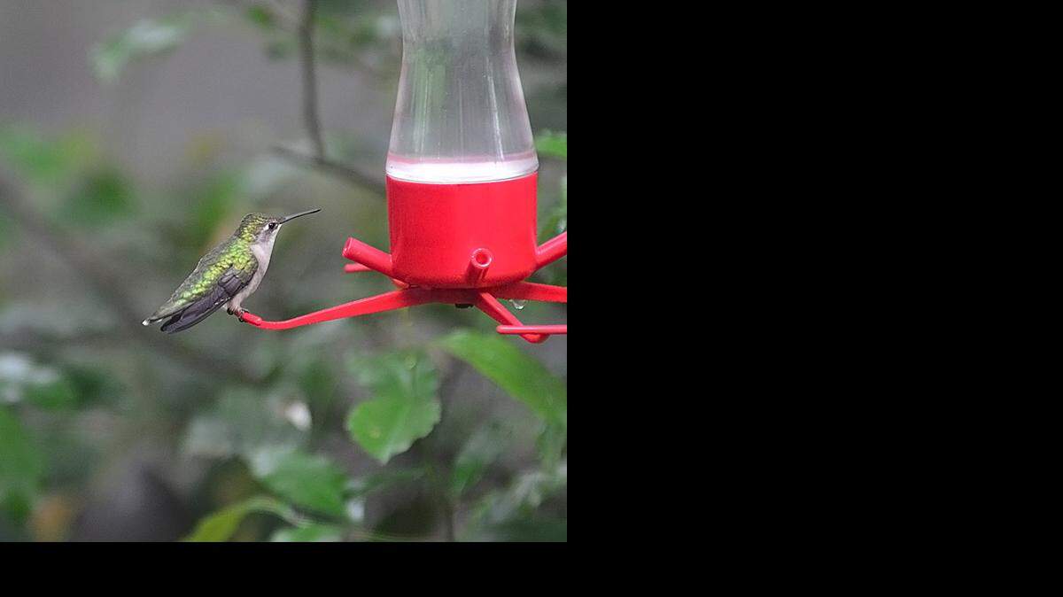 
Female ruby-throated hummingbirds are now arriving throughout our area.
