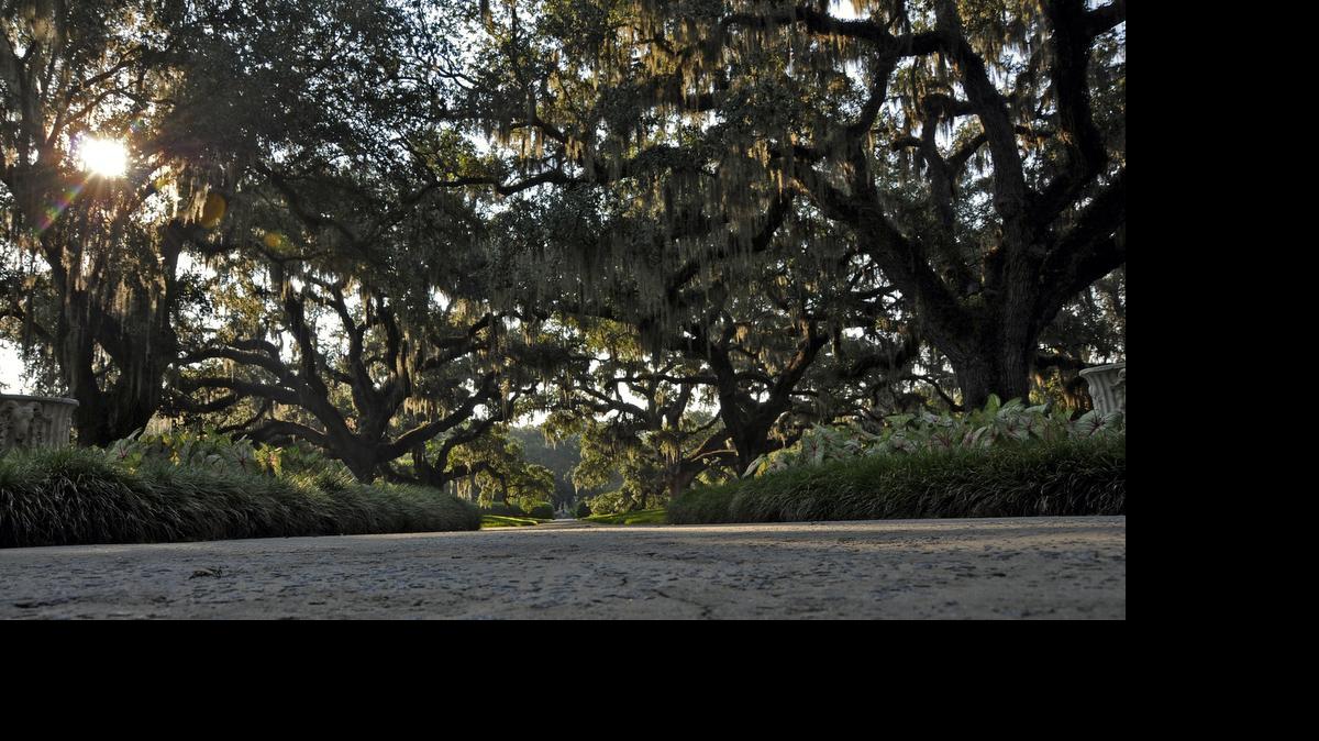 
Live Oak Allee, the grand entry to the site of the original house at Brookgreen Gardens. In the early 1700s, when Brookgreen Gardens was a rice plantation, 300 live oaks were planted in an oak garden. Part of the garden was Oak Allee, which was then the entrance to the plantation. Today it is the center of the sculpture garden. 

