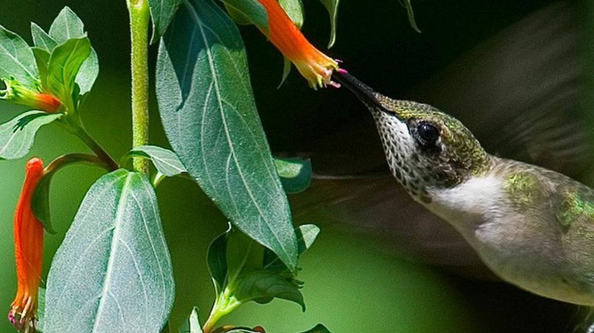 As more flowering plants come into bloom, hummingbirds may make less frequent visits to backyard feeders.
