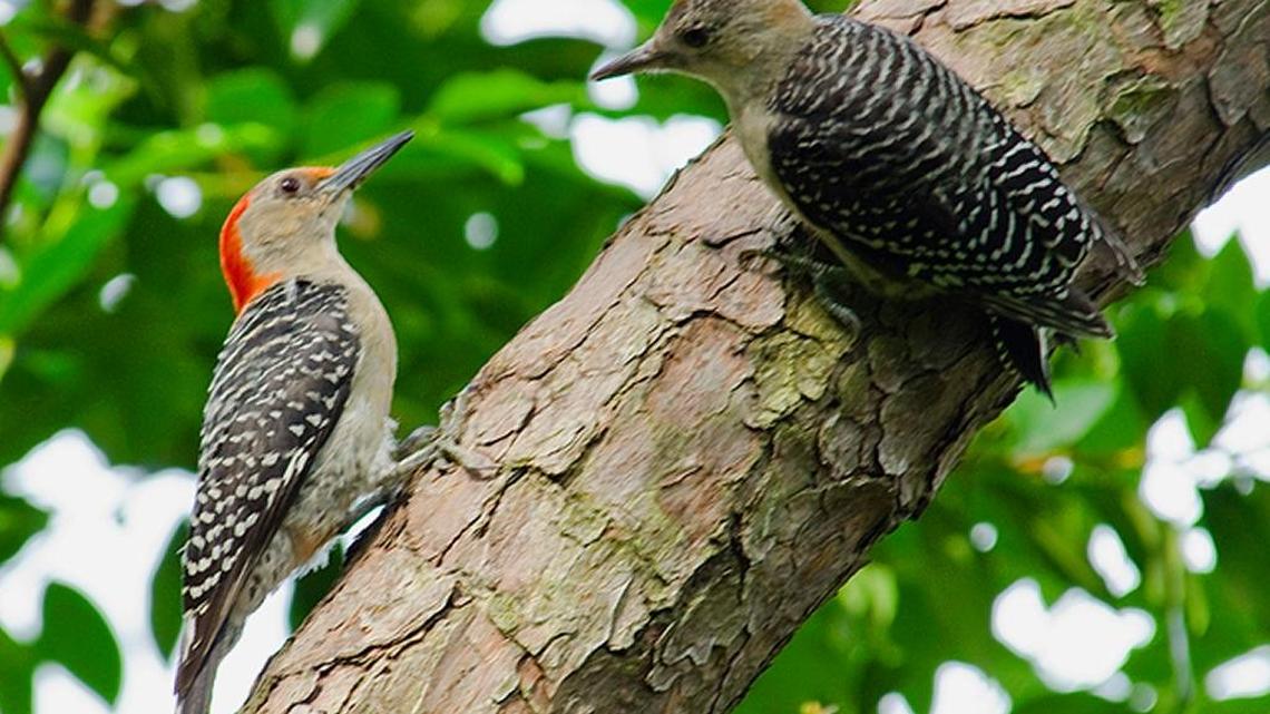 Early summer features array of bird species along Grand Strand | Bird Notes
