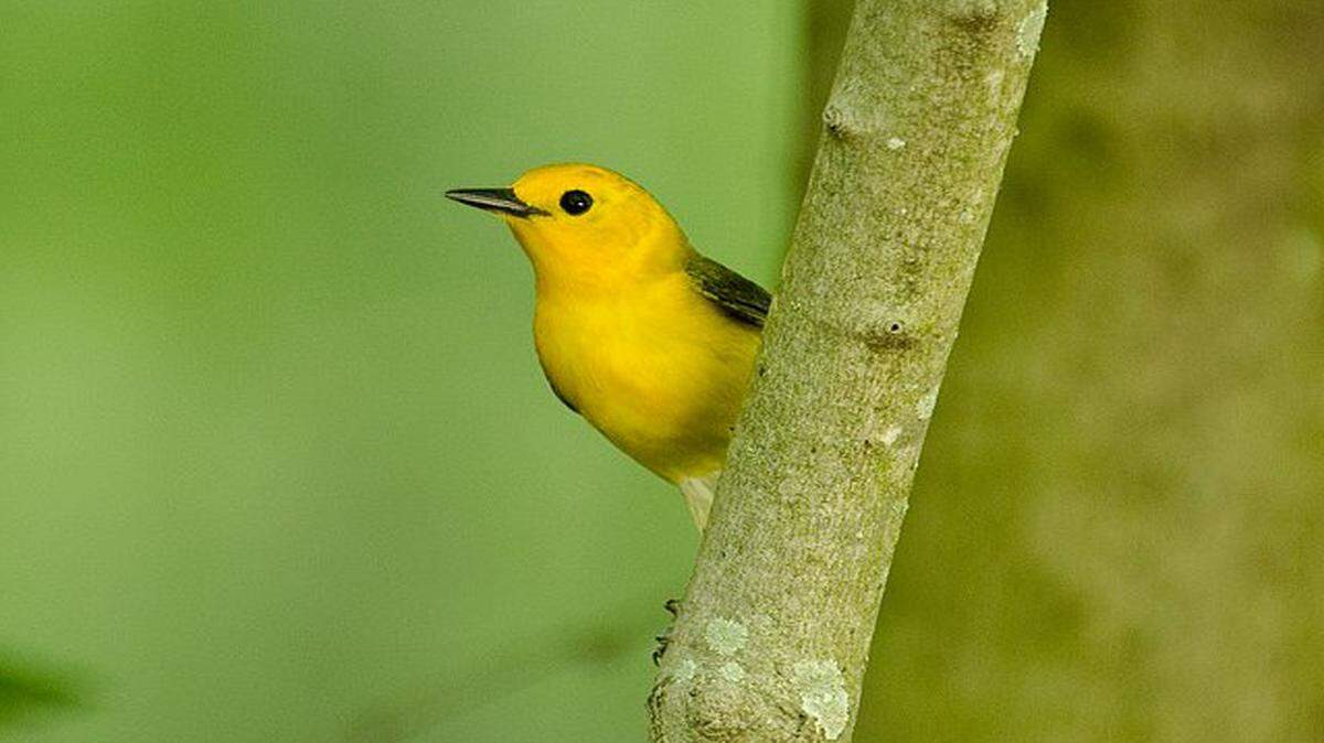 
Prothonotary warblers are returning to their customary swamp forest breeding areas.
