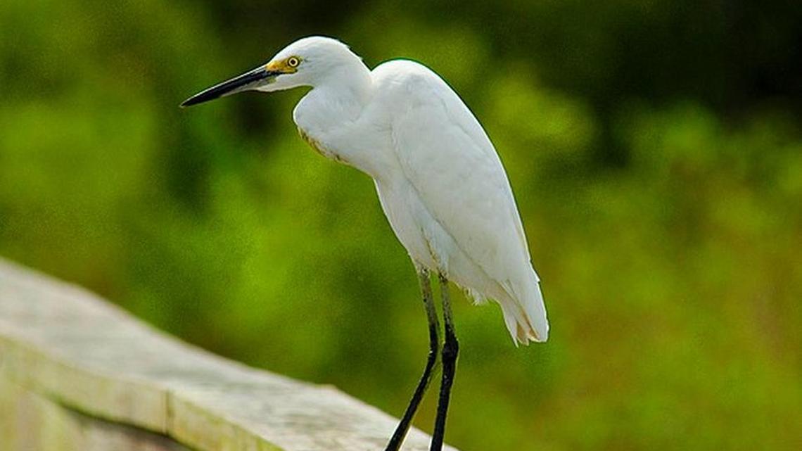 Cold front changed the Grand Strand bird scene for a bit