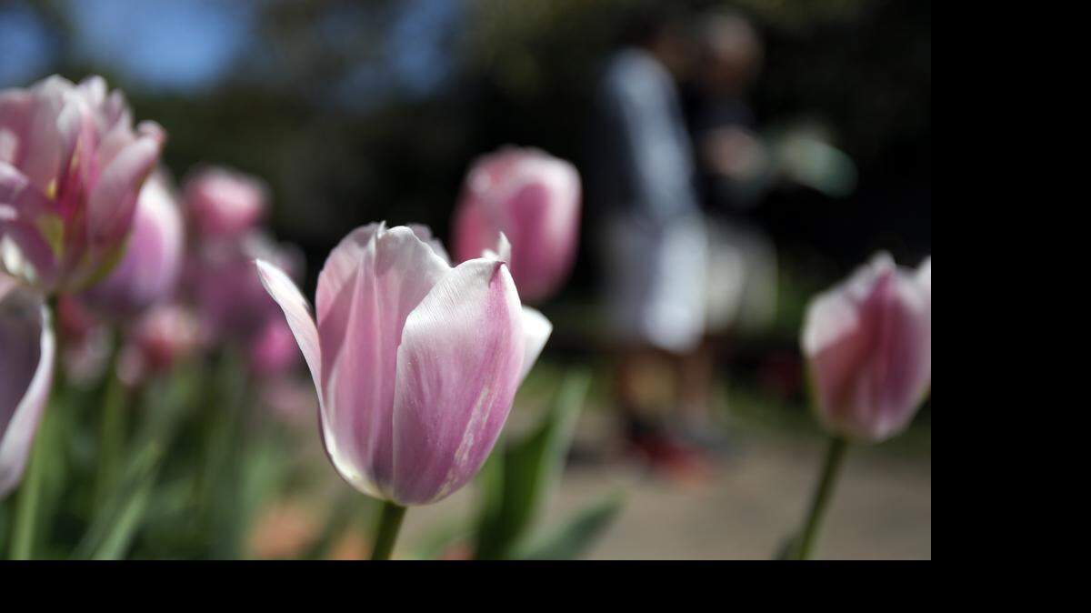 
Tulips bloom in Brookgreen Gardens. 
