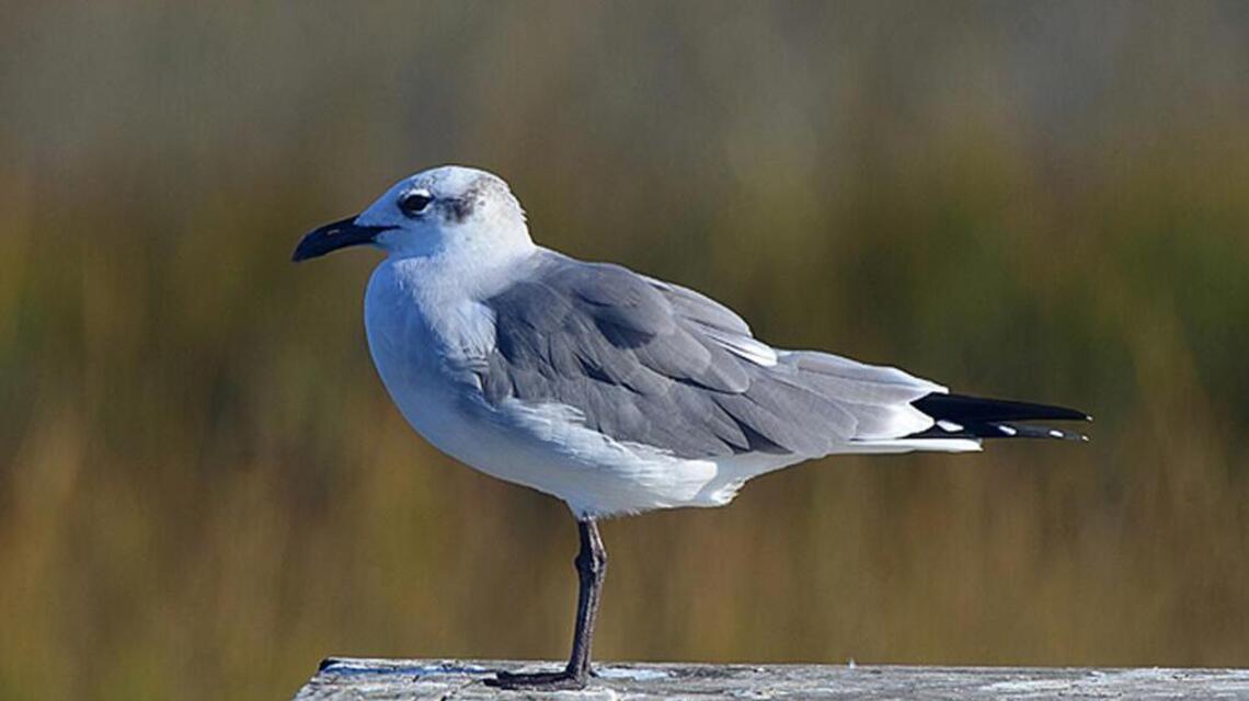 Christmas Bird Count on the horizon | Bird Notes