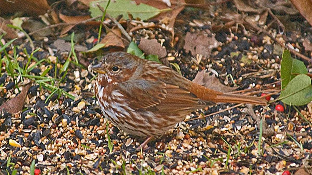 Fox sparrow is an uncommon backyard feeder bird in our area.