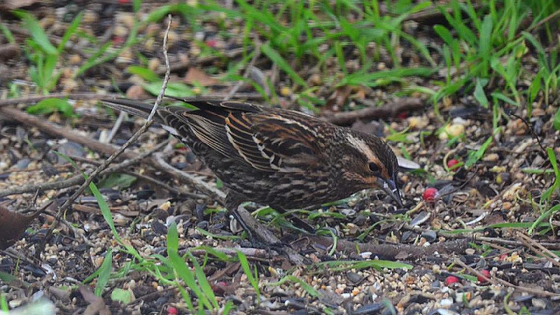 Bird Notes | Warmer weather could mean a three-brood season