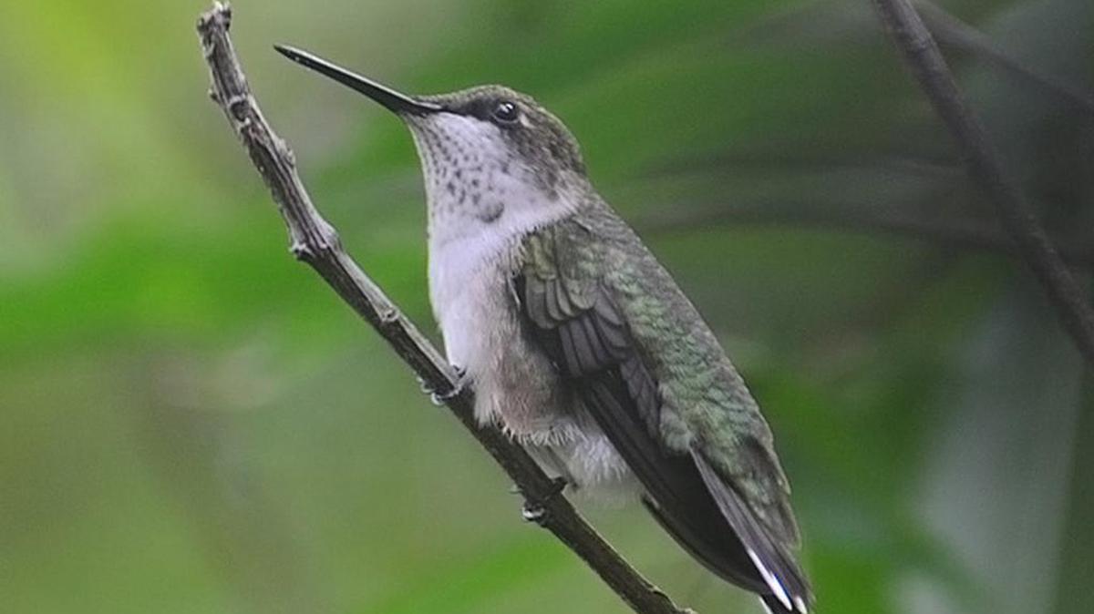 
Over the course of the next few weeks, ruby-throated hummingbird numbers will increase throughout our area.
