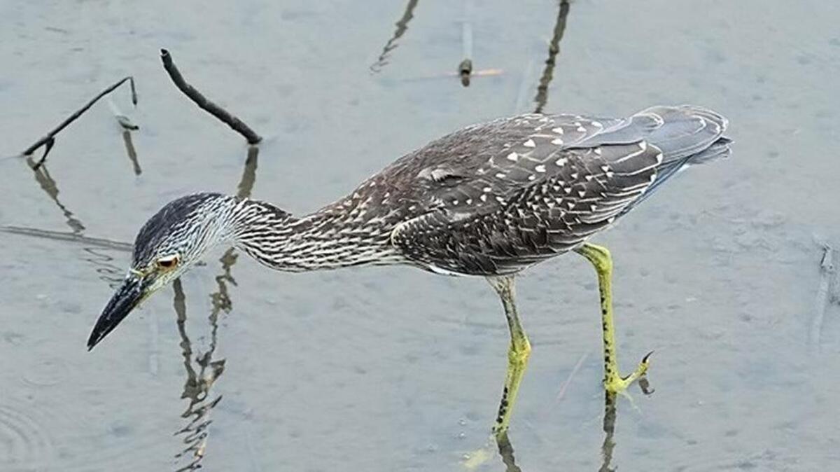 
A juvenile yellow-crowned night heron stalks prey at Huntington Beach State Park.
