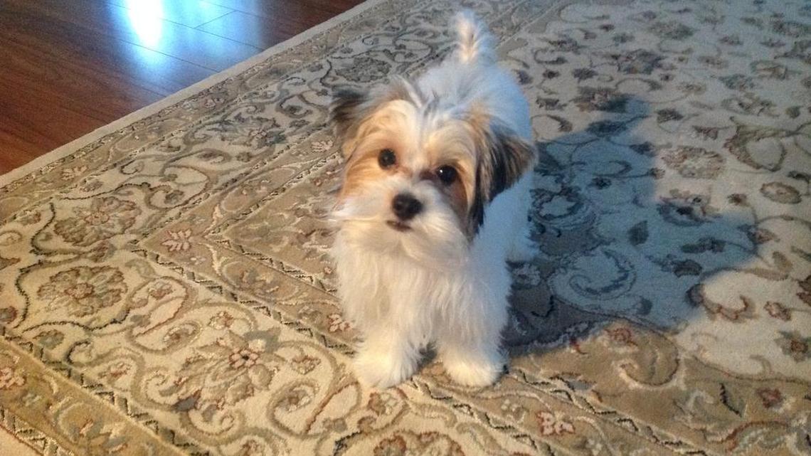 Animal Tales | All about Cooper