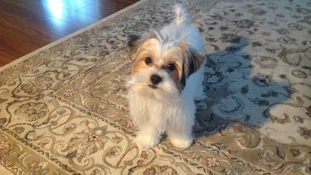 Cooper