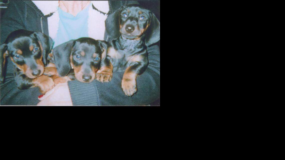 Animal Tales | All about Buddy, Cooper and Duffy