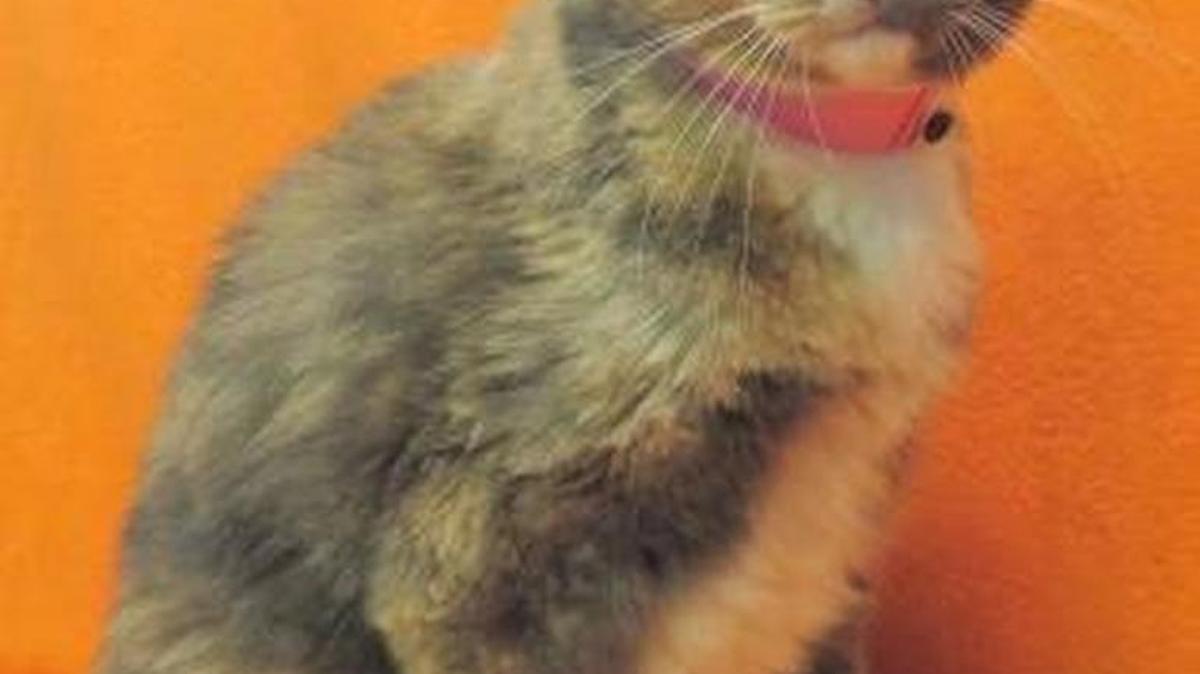 Maggie, Maggie is a beautiful Domestic Medium Hair - Orange/White – Calico. When Maggie was first brought in she was under stress and a little depressed, she wouldn’t eat, let anyone touch her or even move from the spot she was laying. Our adoptions staff pulled Maggie out and showed her lots of attention to help her feel more at home. Maggie then became to be more active and will come to the door of her cage as you enter the room she is in, she now loves attention and loves to be rubbed on as if nothing ever happened. She is such a sweet baby who just needs love and attention.