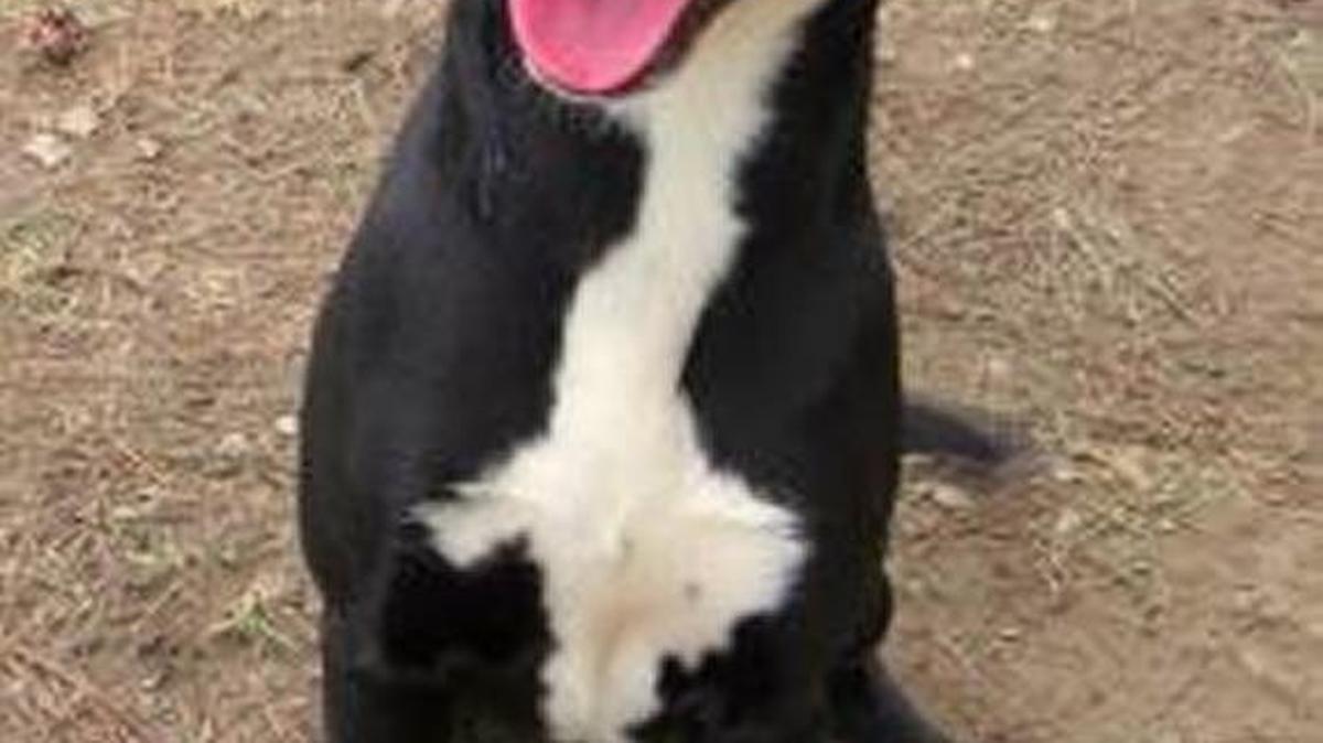 Coke, Meet Coke. Coke is a Bulldog mix. He’s black and white. He is about 1-year-old, with a very high energy temperament, Coke was also picked up off the streets by our animal control of Georgetown County. Coke has been here with us here at Saint Frances Animal Center since Oct. 5. Coke loves to run and play in the yard, he is known to be good with cats, dogs, men, women and kids. Coke is a very strong boy who loves attention and wants all of it from anyone who passes by! If you’re looking for the high energy playful love bug, Coke may be the one for you! Come meet him today. Saint Frances Animal Center Hours: Monday-Friday 11 a.m.-4:30 p.m. Saturday 11 a.m.-3:30 p.m. If you are interested in adopting this animal, please fill out the application for adoption located on our website www.sfanimals.org or come into the center to fill out the application. We hold adoption events every Saturday from 11 a.m.-2:30 p.m. at Pet smart in Surfside Beach, Pet smart in Myrtle Beach, and Tractor Supply Co. in Georgetown. If you would like to meet an animal at an event, please e-mail us at adoptions2@sfanimals.org.