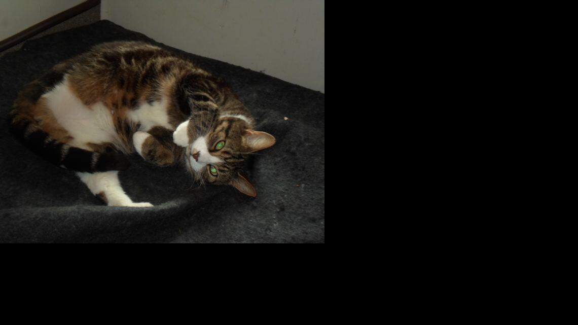 Animal Tales | All about Spats