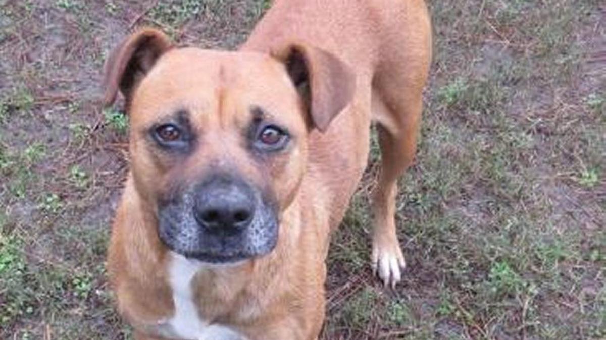 Felicia, This is Felicia, she is a Shepard mix that's about 2 years old. Felicia is a sweetheart who loves attention. She does very well with cats and dogs. She is a very bubbly girl, who is searching for her furever home. Come by and meet her today. Saint Frances Animal Center Hours: Monday-Friday 11-4:30 p.m. Saturday 11-3:30 p.m. If you are interested in adopting this animal, please fill out the application for adoption located on our website www.sfanimals.org or come into the center to fill out the application.