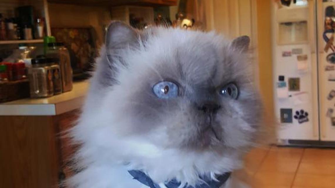 Animal Tales | All about Lilly