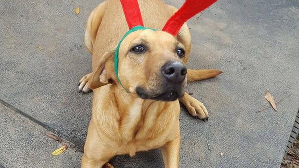 Mindy-Lab/Hound mix Mindy loves to be by your side and receive lots of petting! She bonds with people very quickly! She has the sweetest, super laid back personality. Mindy may do better as the only dog in the home, she can be selective in what dogs she gets along with. She is wishing everyone a happy holiday!