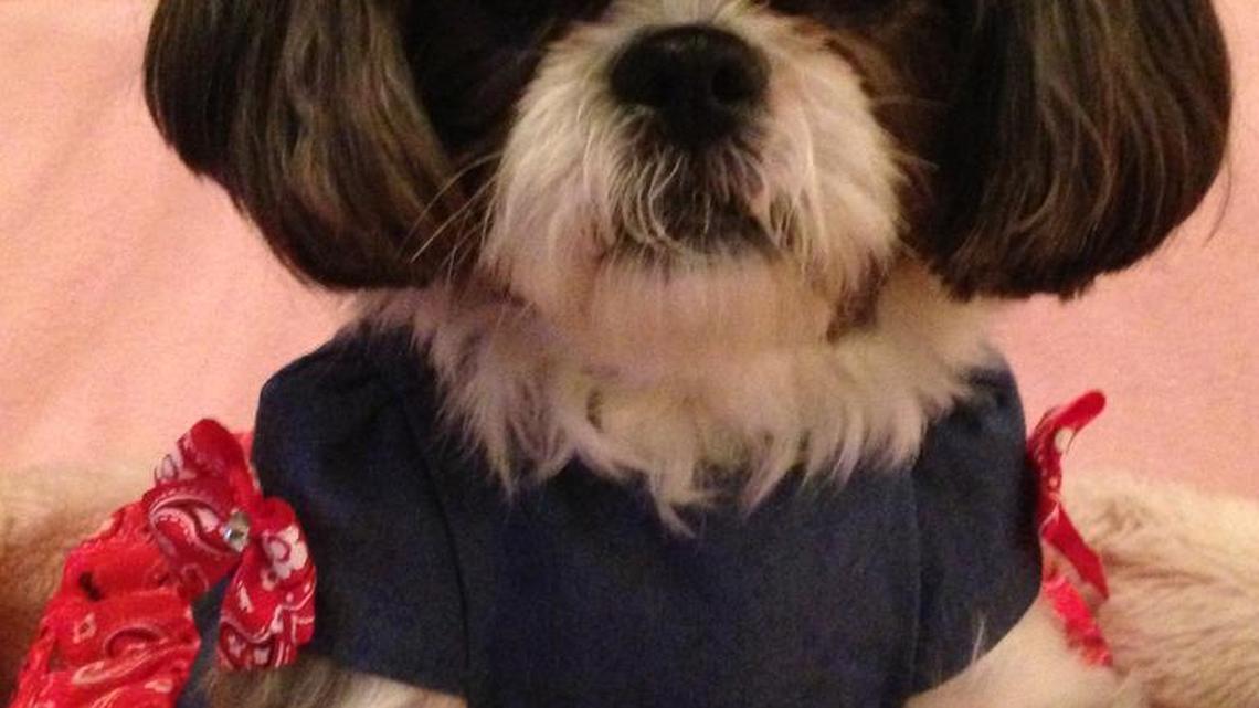 Animal Tales | All about Chloe