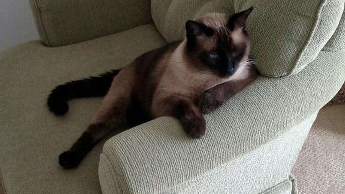 Samson