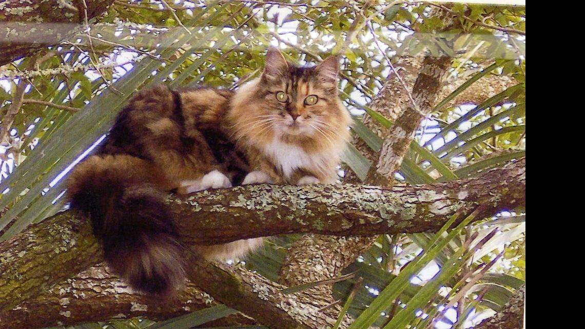 Animal Tales | All about Peanut