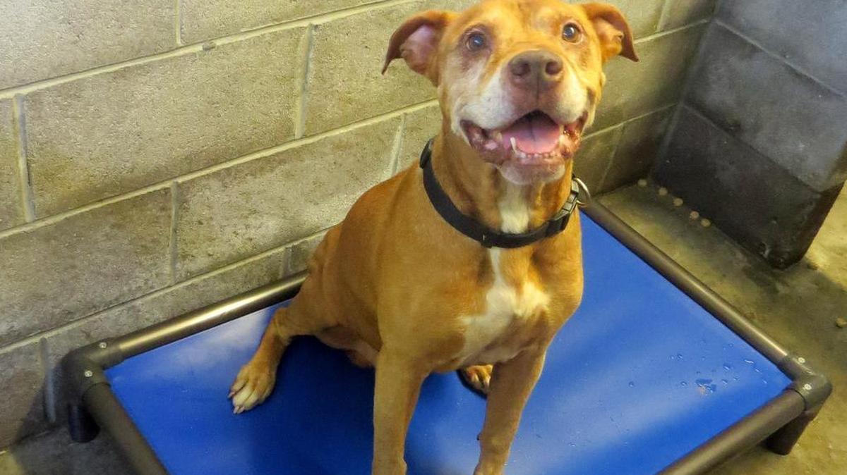 Meet Leo OK, so he may not be an adorable little puppy and he has a grey muzzle but leo is an extraordinary guy! If you are looking for a companion with a heart of gold, someone to cuddle up with on cold nights, someone to watch movies and eat snack with then this is your guy. Leo gets along great with others cats, dogs, children you name it he loves it. Senior dogs get over looked in shelter environments and sadly thats what is happening to our leo. Please consider adopting him. If you have any questions please dont hesitate to ask. Leo also enjoys going for walks and has no known health issues.