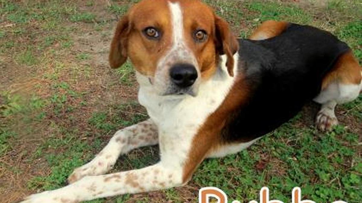 Everyone, meet Bubba! Bubba is a 2 year old Hound mix. He was brought to us by animal control. He's a shy guy, whose definitely had a tough life. Come by today and meet him and give him the life he deserves.