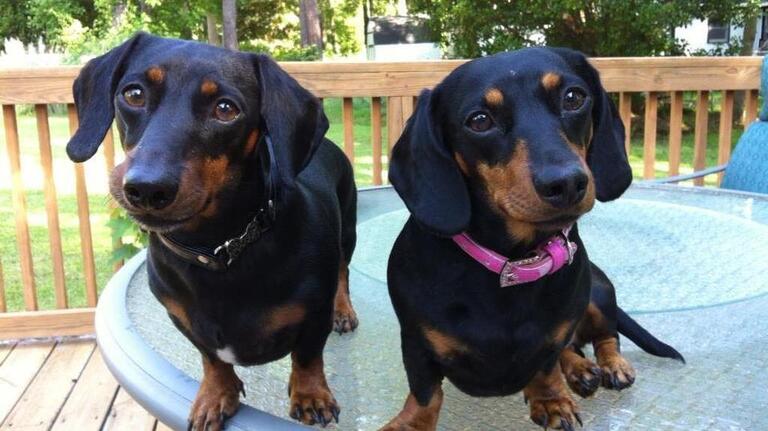 National Dog Day gallery