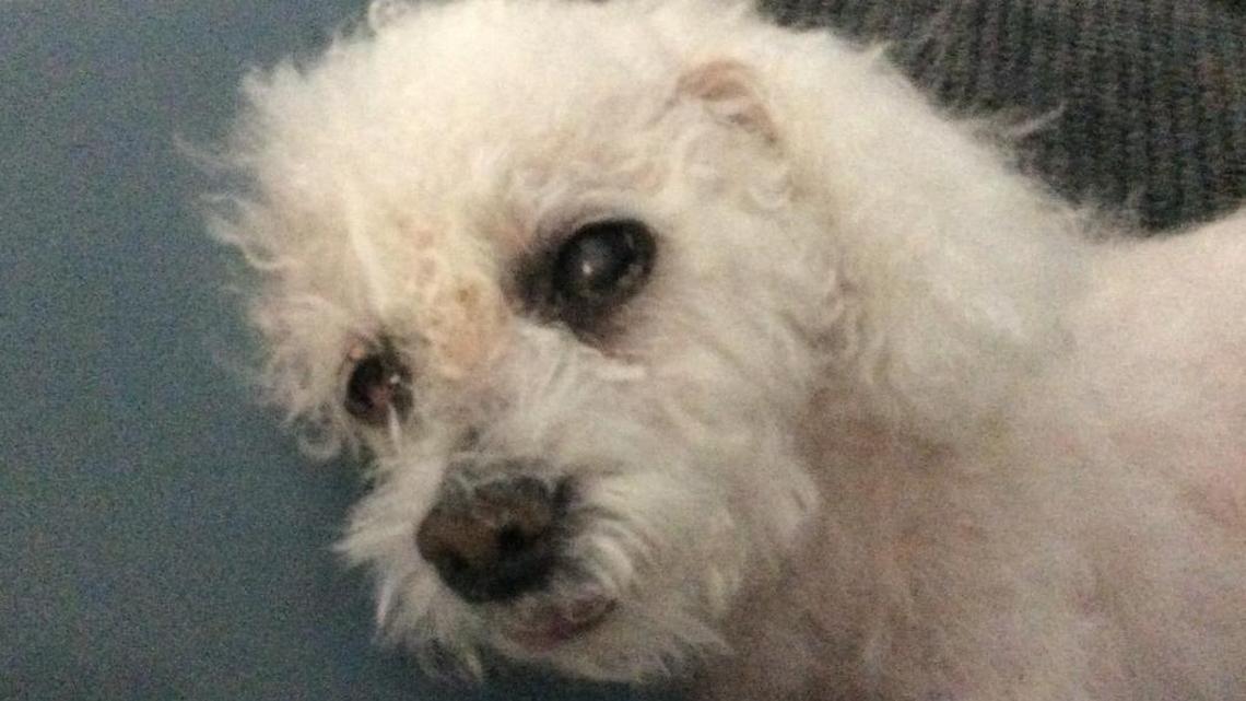 Animal Tales | All about Camille