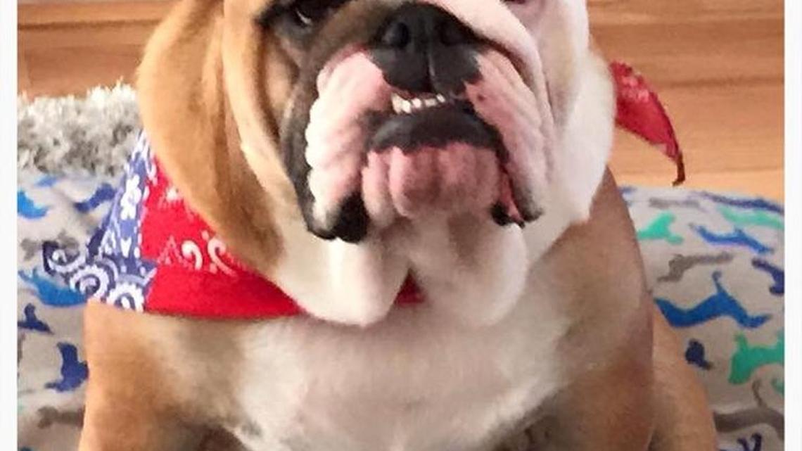 Animal Tales | All about KC