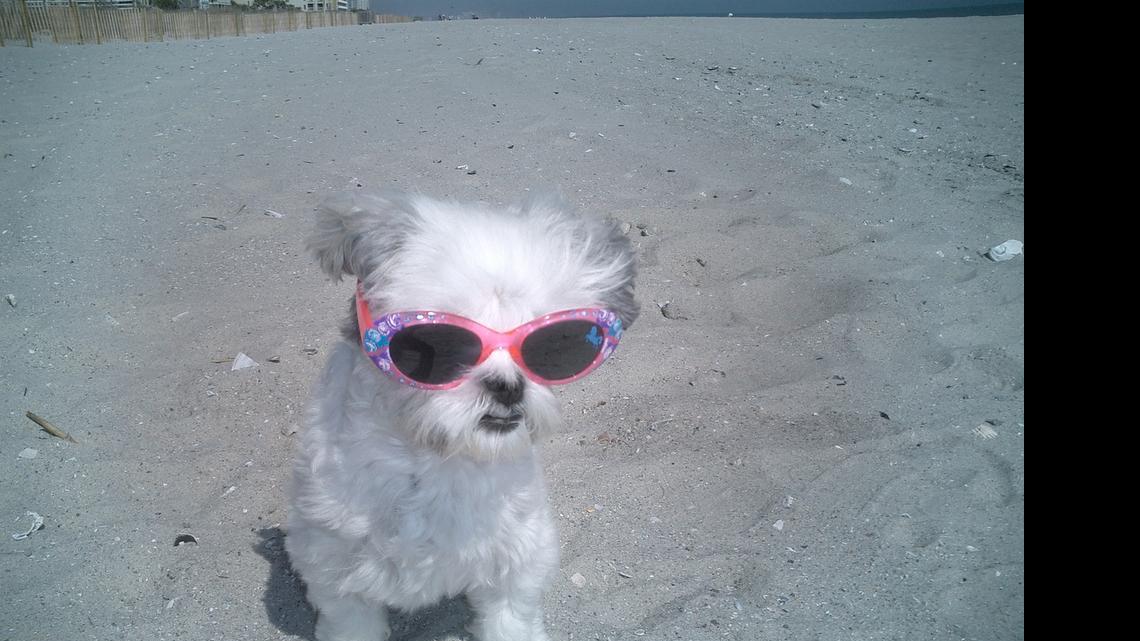 Animal Tales | All about Emmy