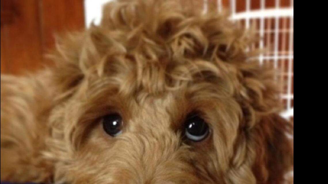 Animal Tales | All about Buddy