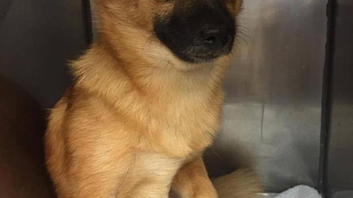 
This is Dexter, an 11-month-old pomeranian mix weighing about 12 pounds. He is crate and pee pad trained and almost completely house-broken. Gets along with most dogs and loves to be cuddled and petted. He is currently in a foster home with a medium size dog that he gets along with very well. He would do best in a home with adults and older children due to his small size. If you are interested in Dexter, please call Coastal Animal Rescue and leave a message for an appointment to see him at 843-652-0196.

