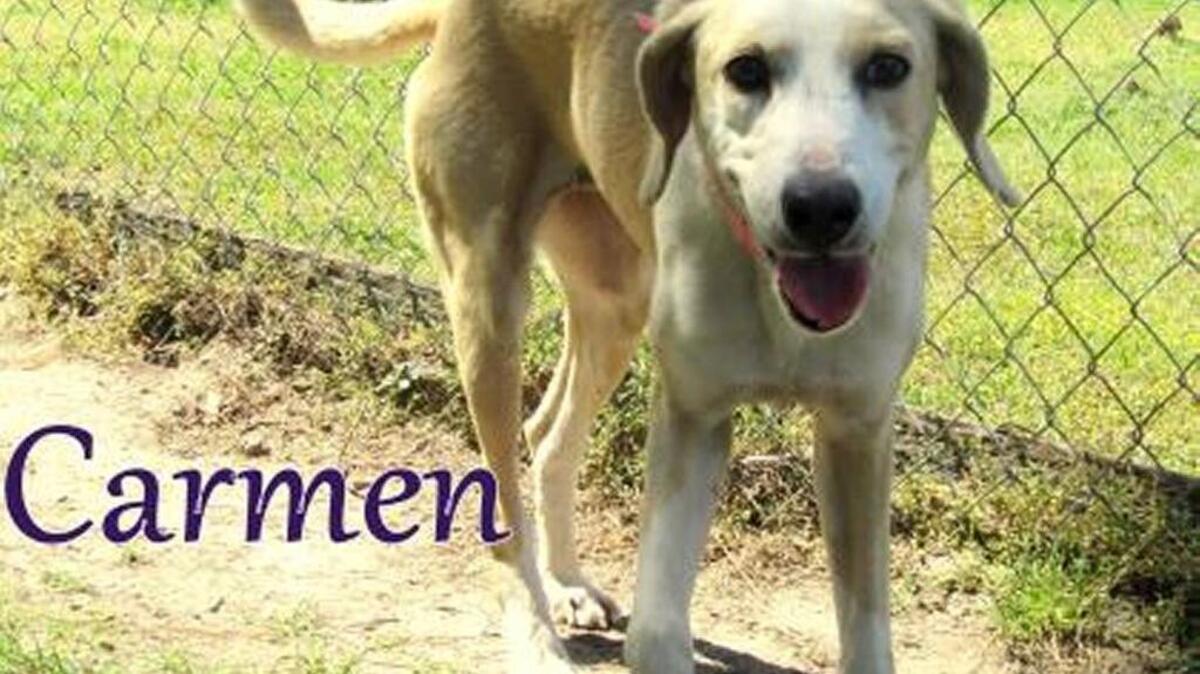 Carmen is a 2 year old hound mix. This pretty girl is as sweet as sugar, she loves attention and she has a very calm temperament. Carmen gets along good with other dogs and is known to ignore cats. She is also known to be good with men, women and kids. Come see this sweet girl today.