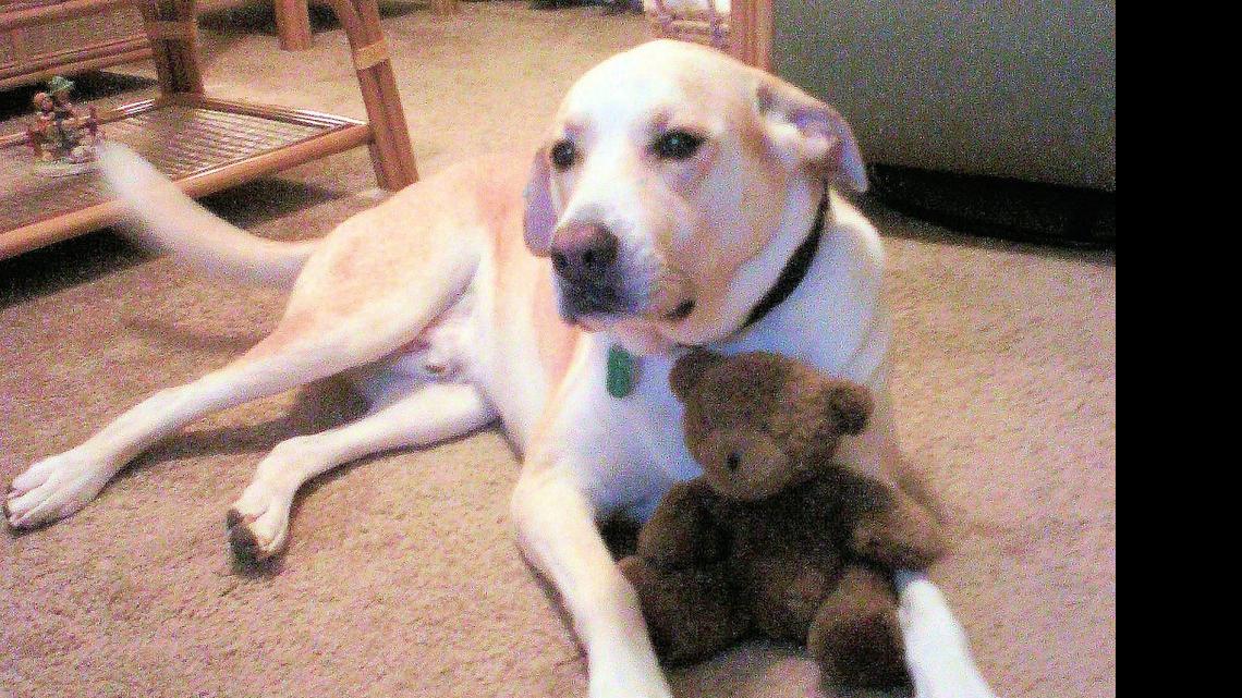 Animal Tales | All about Bubba and Baby Bear