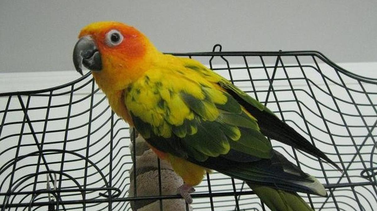 Mika, the Sun Conure