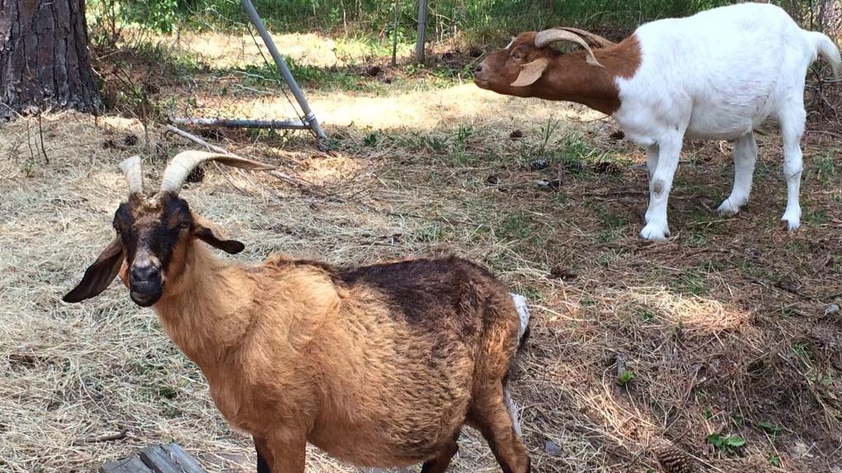 
Grandma Goat and her kid, Jackson, at SC-CARES.

