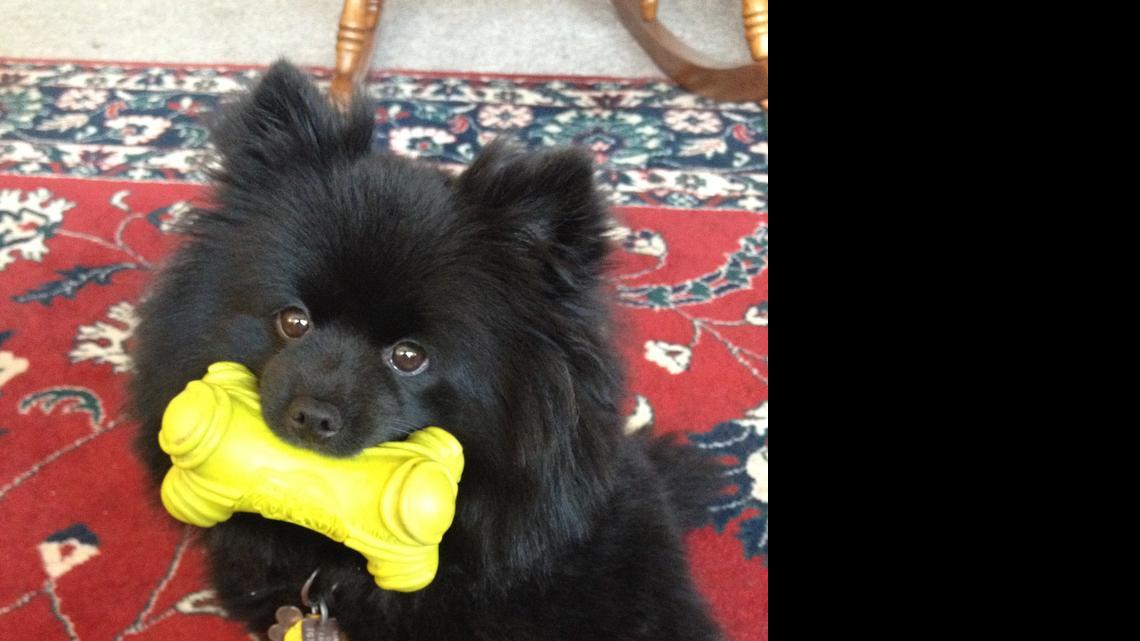 Animal Tales | All About Buddy Bear