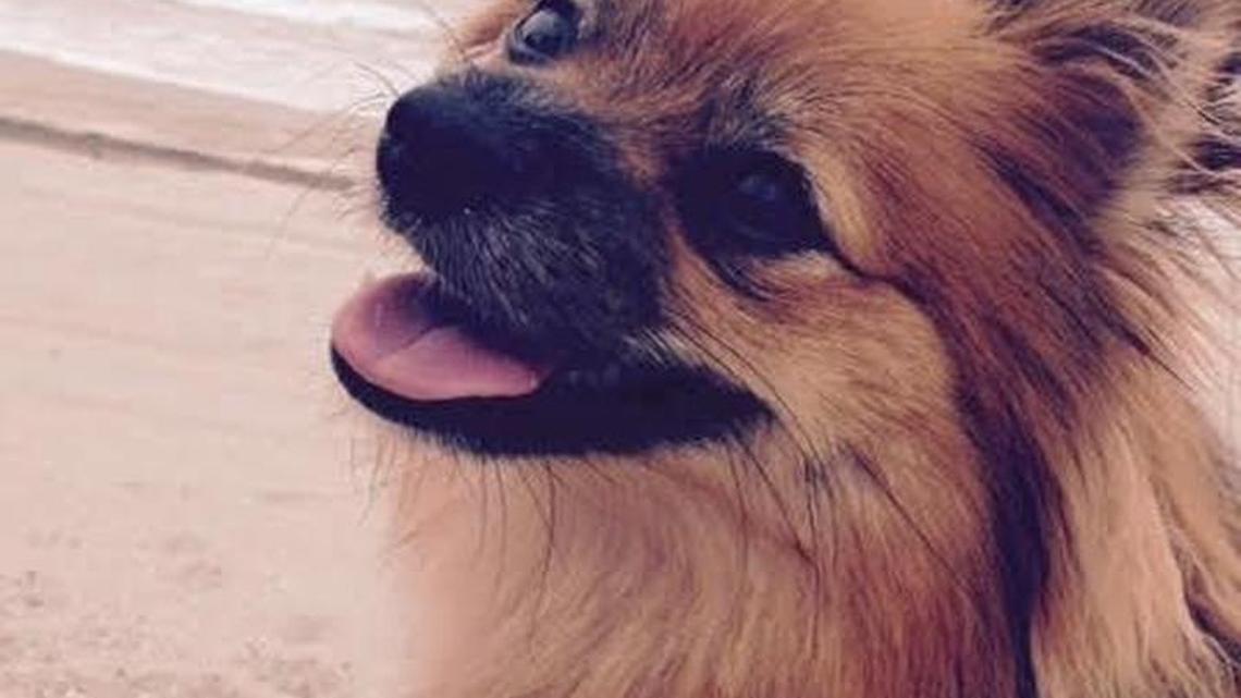 Animal Tales | All about Bella