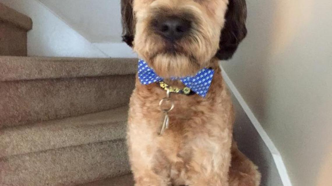 Animal Tales | All about Chewbacca