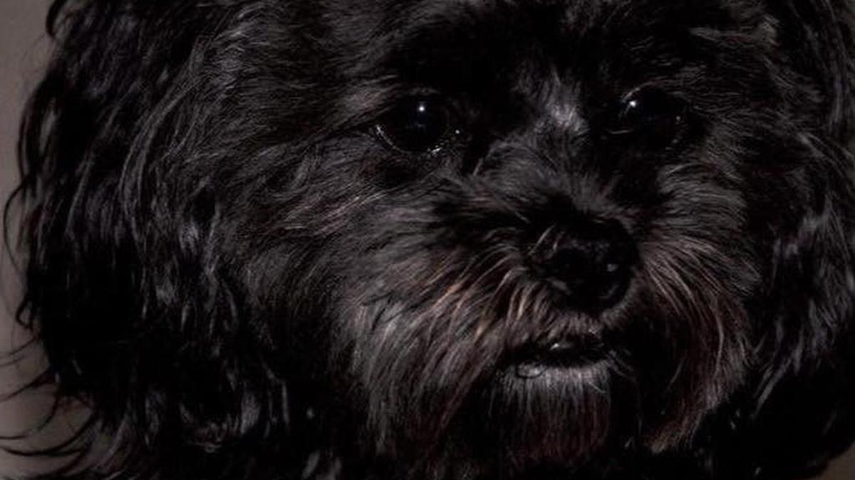 Buster