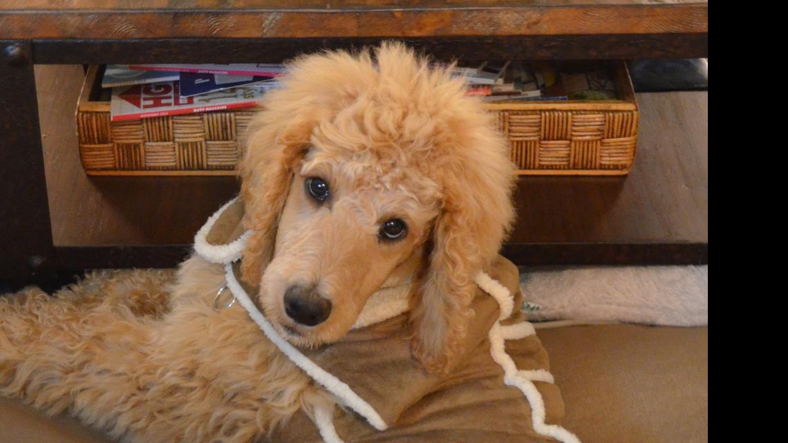 Animal Tales | All about Tucker