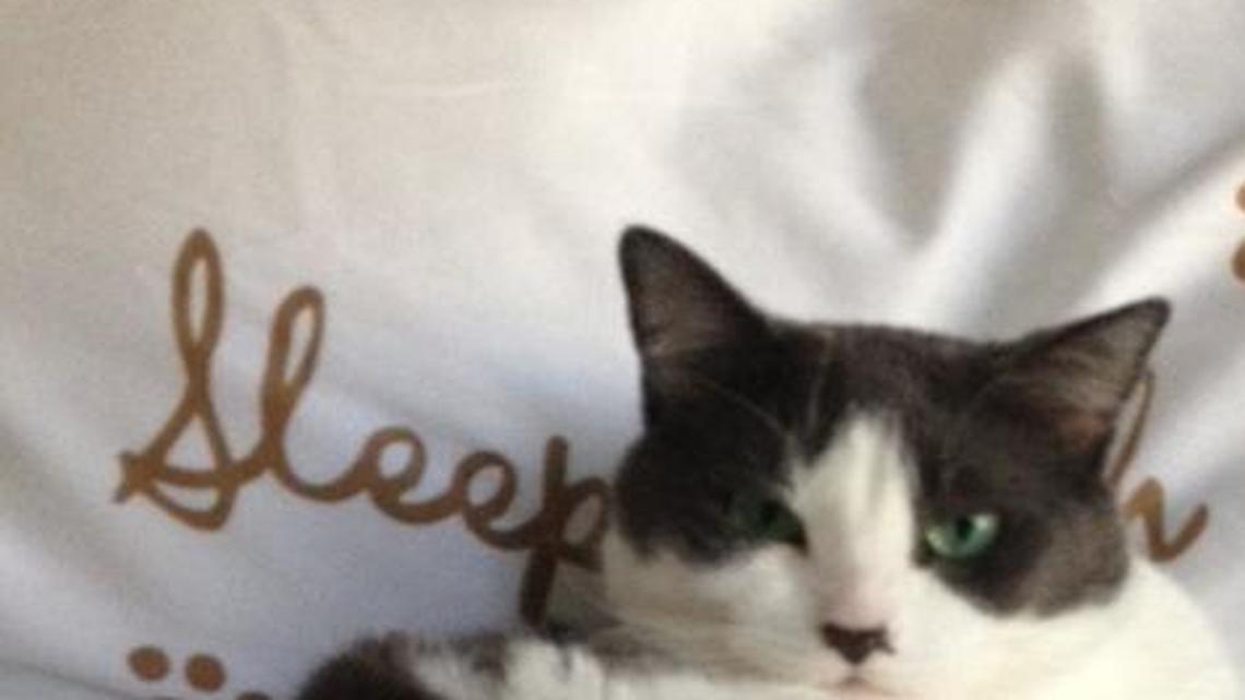 Animal Tales | All about Lola Grace