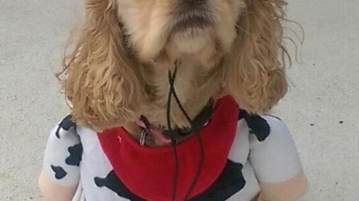 Lexi Van Gogh