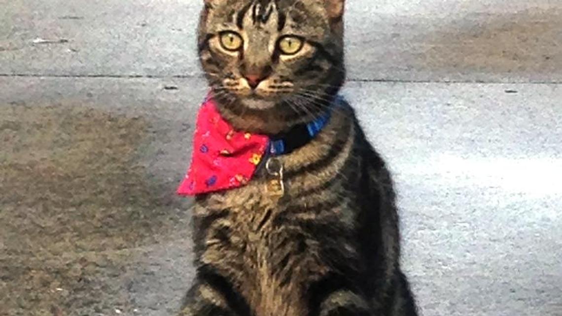 Animal Tales | All about Baby