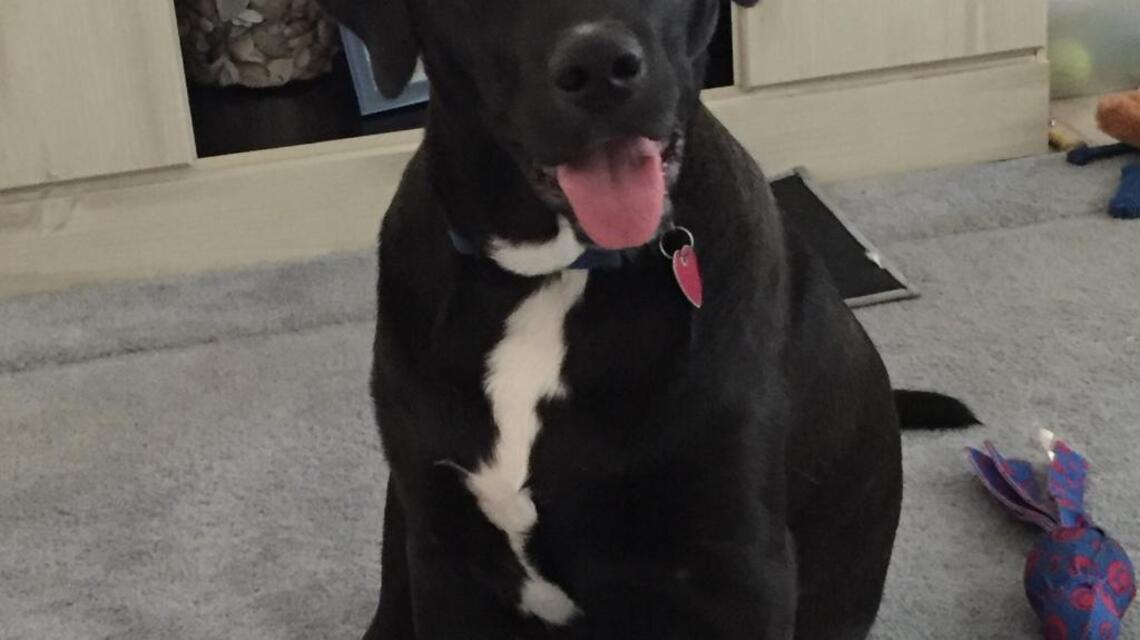 Animal Tales | All about Toby