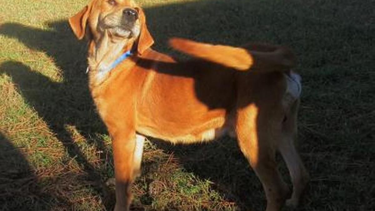 Chase is a Retriever, Labrador - Tan/White about 1 years old, Chase is full of energy and loves to run and play in a big yard. Chase is very vocal and loves to talk to you, if you walk past Chase without speaking he will let you no to speak to him !! He is very sweet and is a big cuddle bug ! if your looking for the playful big boy who loves attention and likes to steal it from everyone Chase may be the one for you.