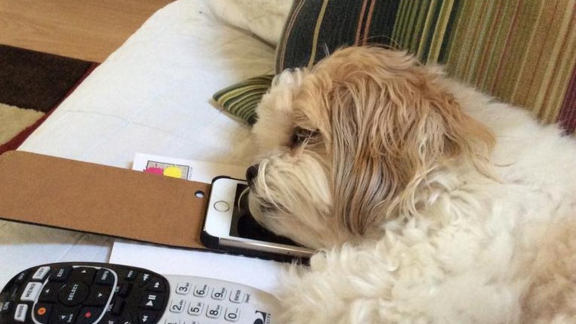 Animal Tales | All about Bodee